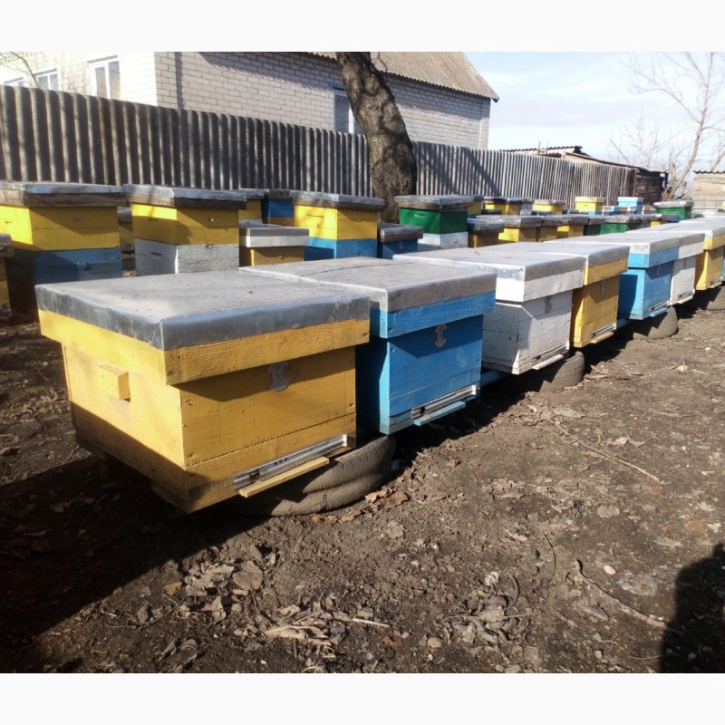 Фото 3. Продам пчёл, пчелосемьи, пчёлы