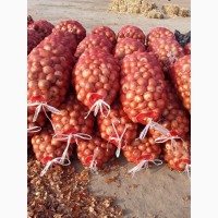 Лук репчатый уражай 2021 года из солнечного Узбекистана