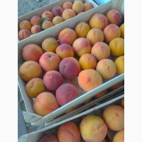 Продаем персики, виноград столовых сортов