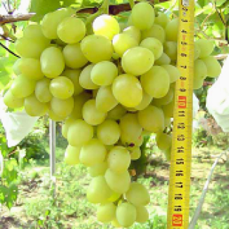 Виноград. Столовые сорта винограда оптом с поля.Отличные вкусовые качества