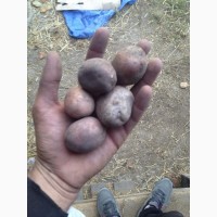 Насіннєва картопля Бела Роса, Романо