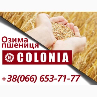 Середньоранній сорт озимої пшениці Colonia (Лімагрейн)
