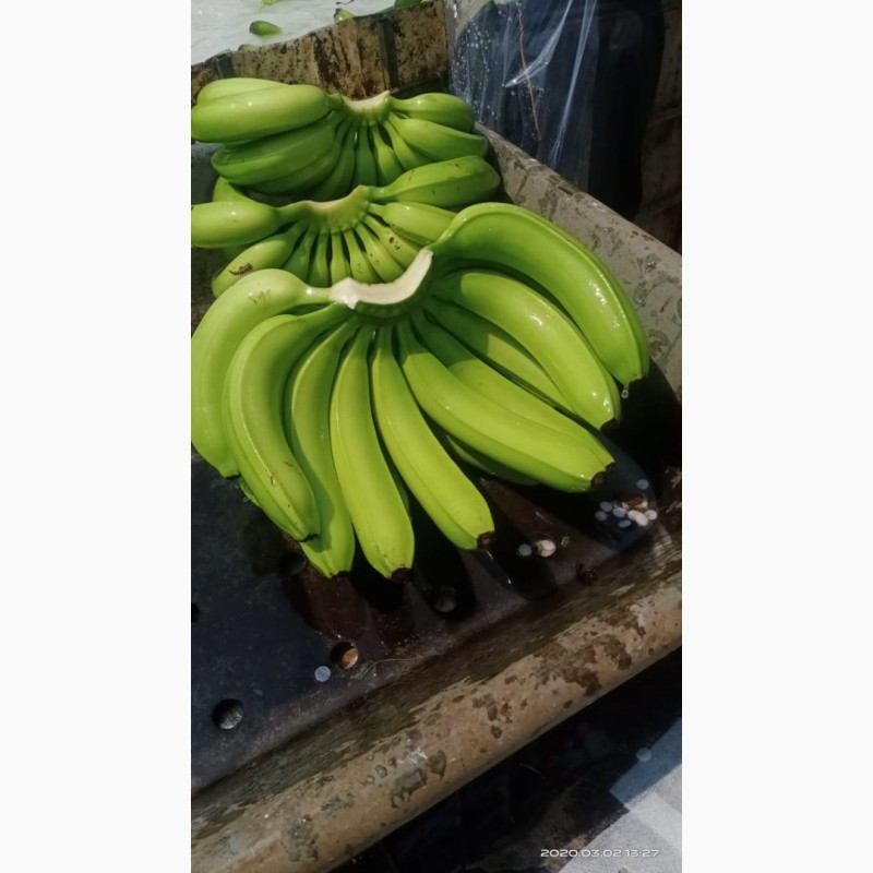 Фото 3. Продам бананы от Эквадорского поставщика с 20 тонн