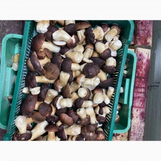 Продаємо білі гриби (заморожені, сушені, мариновані)