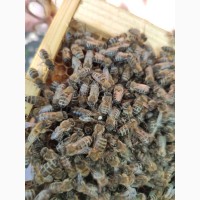 Продам пчеломатки Карпатской породы