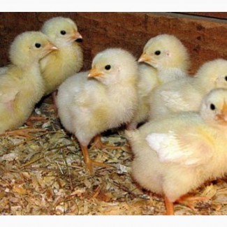 Продам 2-х недельных цыплят Джерсийский гигант Брамма светлая =40гр. Днепр, АНД р-н