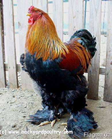 Фото 4. Продам 2-х недельных цыплят Джерсийский гигант Брамма светлая =40гр. Днепр, АНД р-н