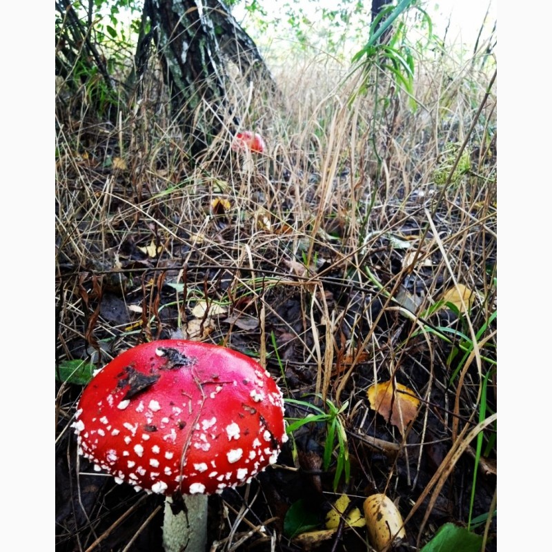 Фото 4. Продам Мухоморы красные сушенные шляпки розница и опт Amanita muscaria