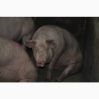 Продам свиней живым весом