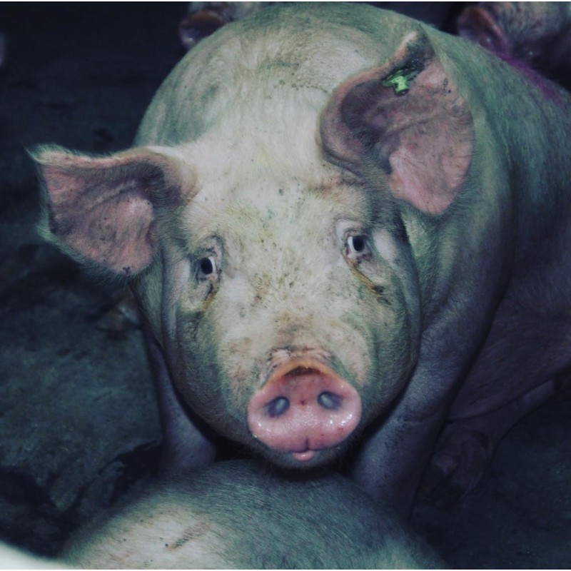 Фото 4. Продам свиней живым весом