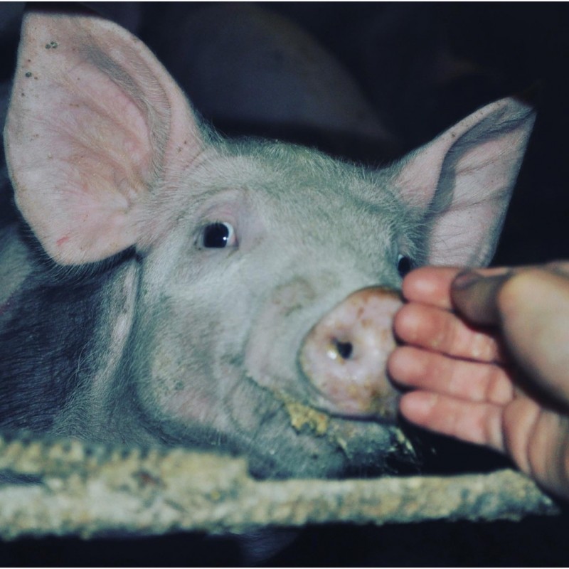 Фото 5. Продам свиней живым весом