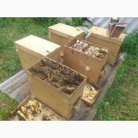 Пчелы, бджоли, пчелопакеты, пасека