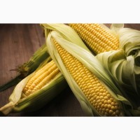 Семена кукурузы ДН Хортица (ФАО 240)