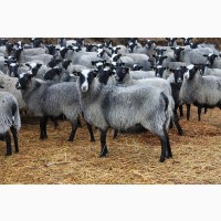 Продам табун овець