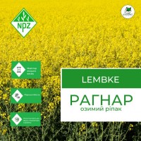 Насіння озимий ріпак Рагнар, NPZ-Lembke ( Лембке)