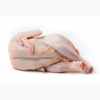 Export of broiler chicken carcass