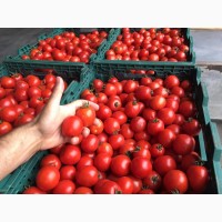 Продам помідори свіжі червоні
