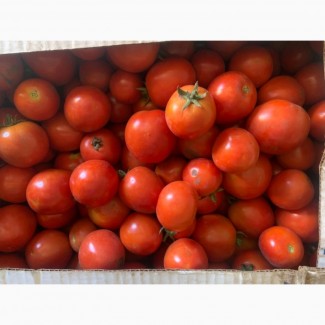 Продам помідори всі підряд хороші і припечені
