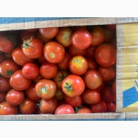 Продам помідори всі підряд хороші і припечені