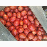 Продам помідор польовий