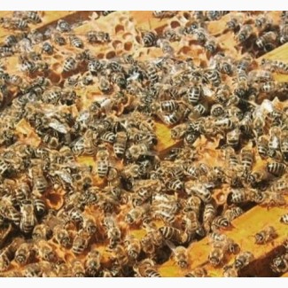 Пчелопакеты Карника Бакфаст карпатка, пчелы добрые