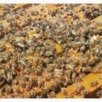 Пчелопакеты Карника Бакфаст карпатка, пчелы добрые