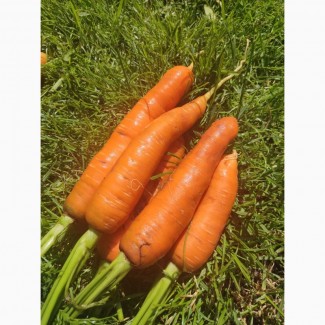 Морква з поля від виробника, сезон 2023, Бровари