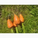 Морква з поля від виробника, сезон 2023, Бровари