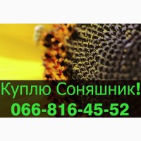 Переробне підприємство оголошує про закупівлю СОНЯШНИК