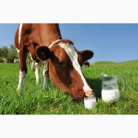 Молоко коров#039;яче