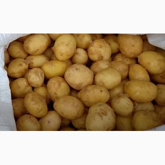 Продам молоду картоплю сорт Рівєра