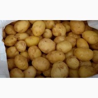Продам молоду картоплю сорт Рівєра