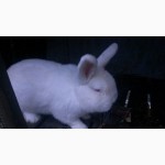 Продам кроликов породы калифорнийский и новозеланский
