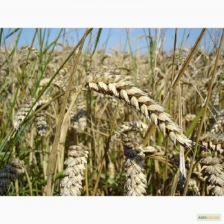 Семена пшеницы озимой - сорт Богдана. Элита и 1 репродукция