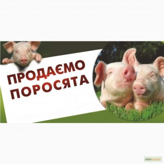 Продам поросята 7-9 кг