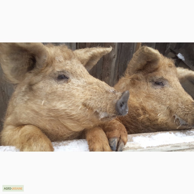 Продам свиней живым весом Венгерская Мангалица