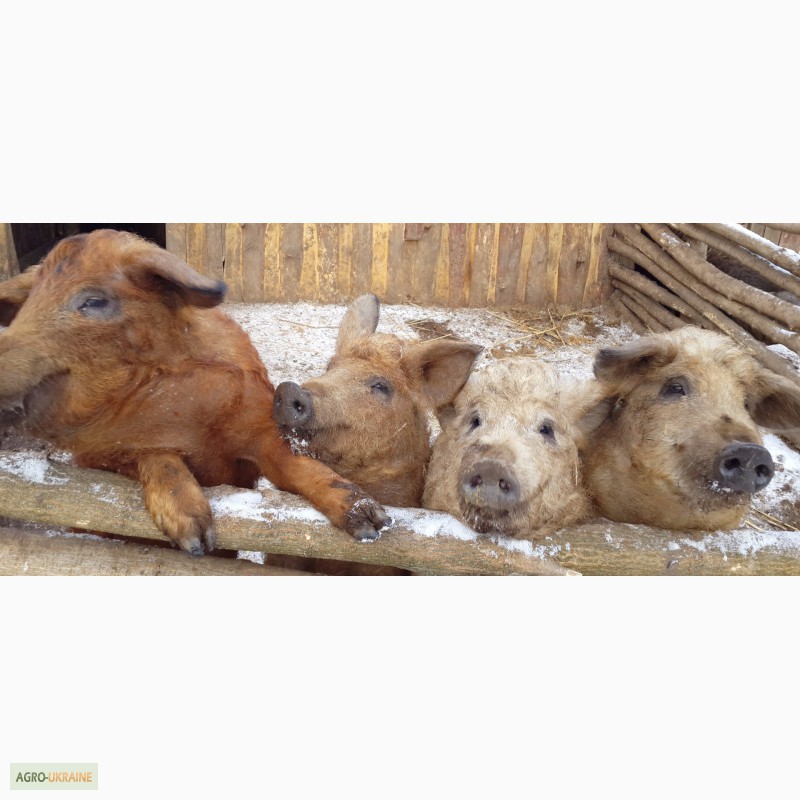 Фото 2. Продам свиней живым весом Венгерская Мангалица