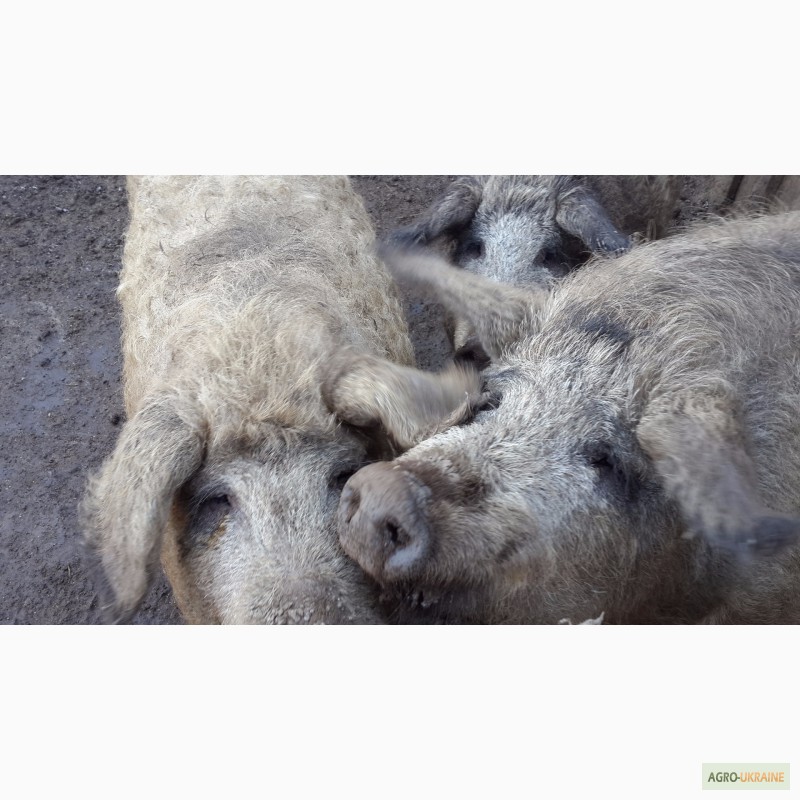 Фото 3. Продам свиней живым весом Венгерская Мангалица