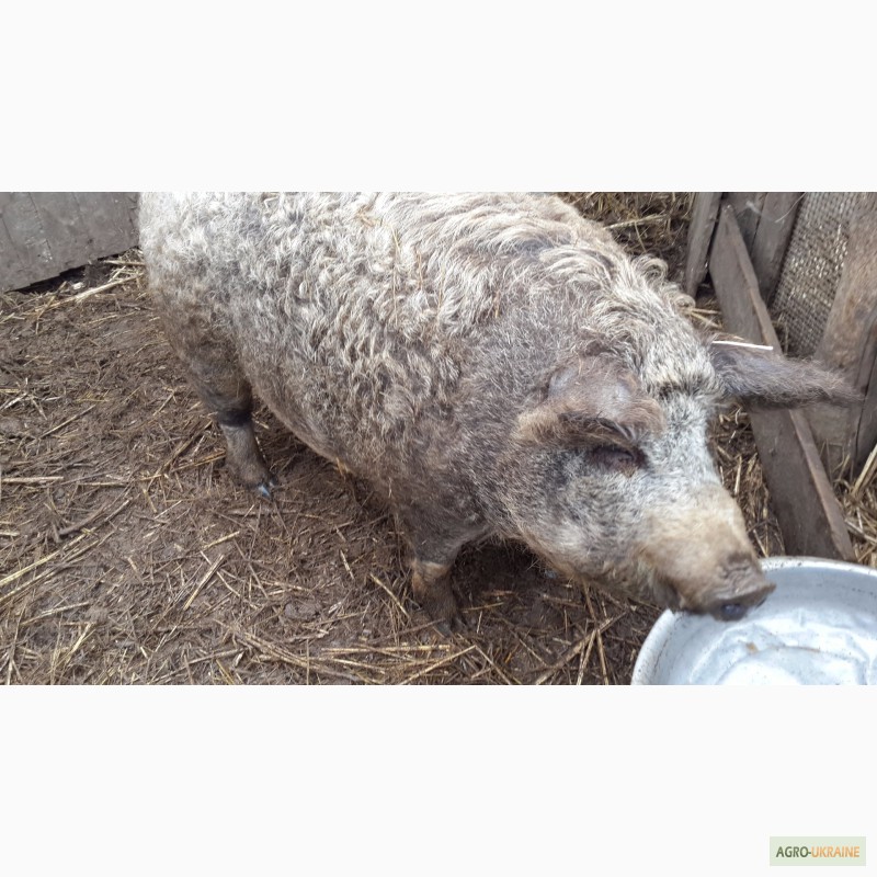 Фото 4. Продам свиней живым весом Венгерская Мангалица