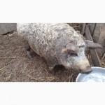 Продам свиней живым весом Венгерская Мангалица