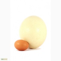Продам страусиные яйца
