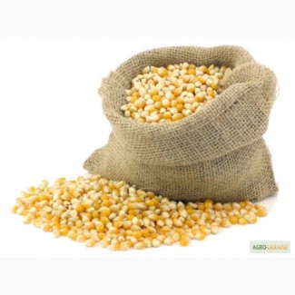 Куплю ЗЕРНОВЫЕ: пшеницу, кукурузу и др