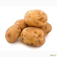 Продається насіннєва картопля (Хмельницький)