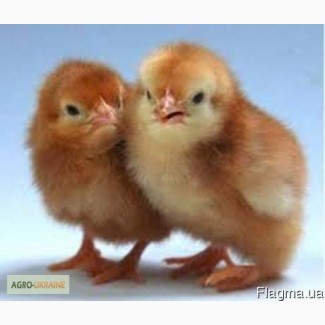 Продам курчата добові (суточні) мясо-яєчної та яєчної порід оптом або в роздріб