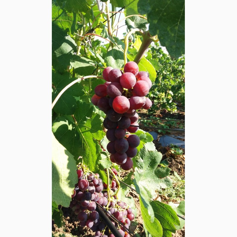 Фото 4. НЕДОРОГО продам виноград оптом с поля
