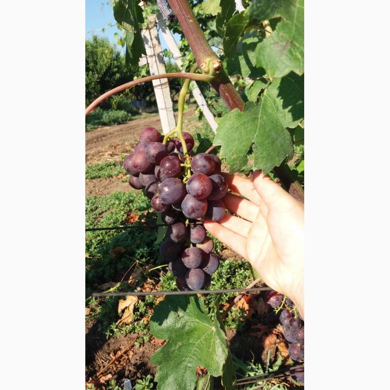 Фото 5. НЕДОРОГО продам виноград оптом с поля