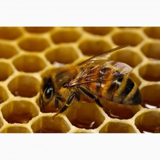 Закуповуємо натуральний мед