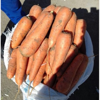 Продам морковь сорт абака оптом