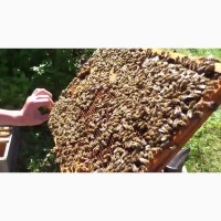Продам пчелосемьи (Черкасская область, Жашковский район)