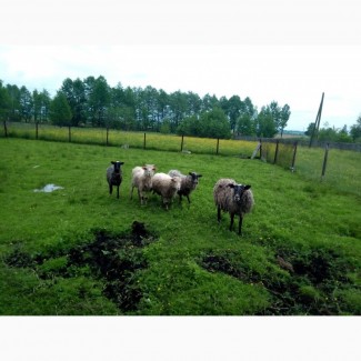 Продам вівці порода Карпатська та Романівська